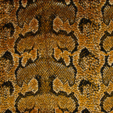 Panne de velours python noir fond ocre